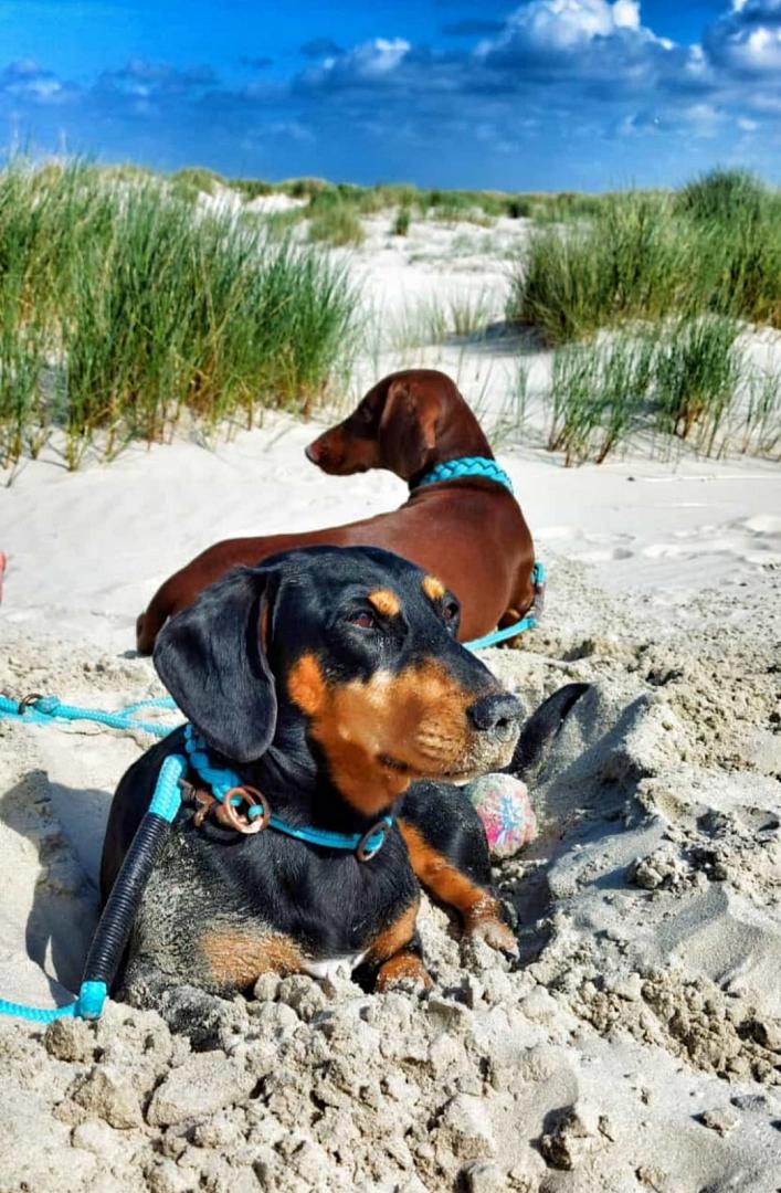 Ferienhaus Alpo - Header