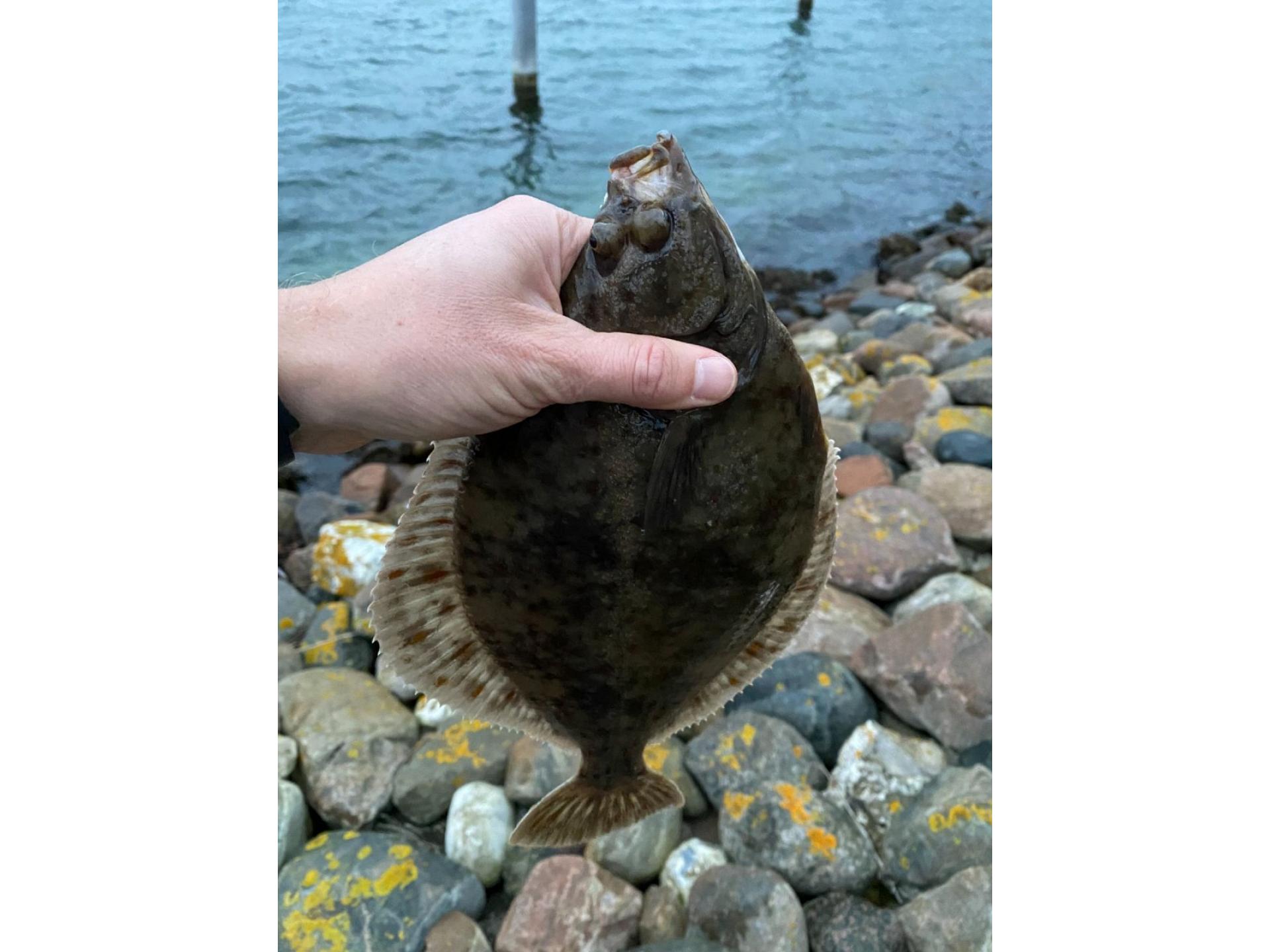 Plattfisch direkt an der