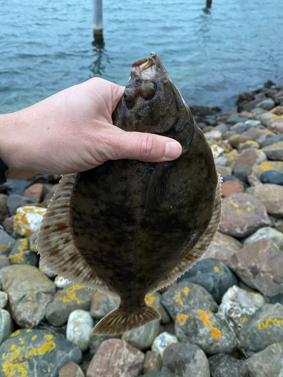 Plattfisch direkt an der