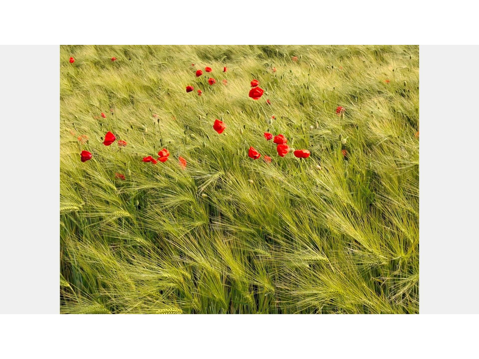 Hebels Auszeit Foto 26