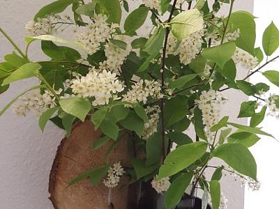 Apartment by Janzen (O)