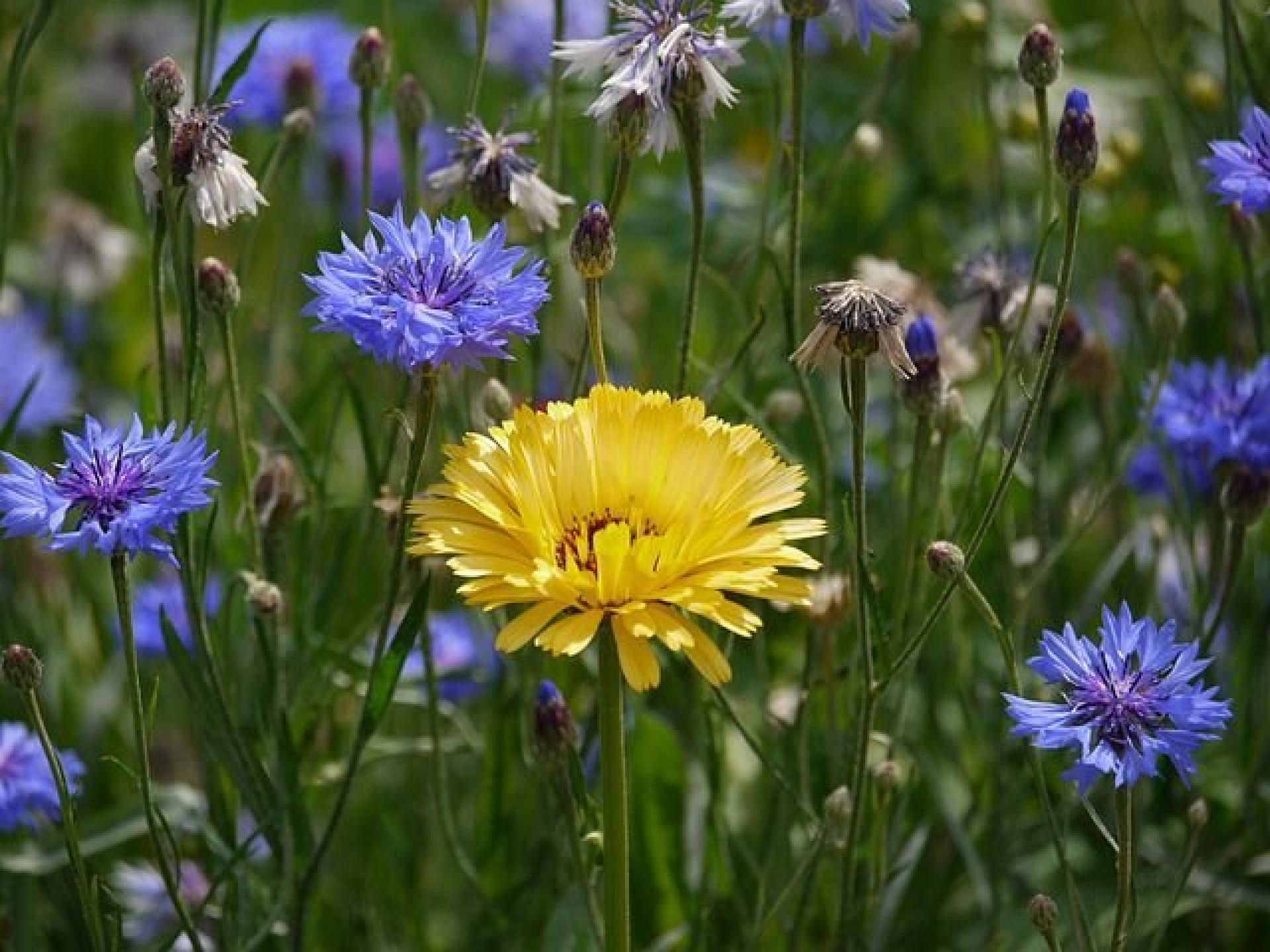 Ferienh&auml;user im Naturerlebnisdorf Blauvogel Foto 29