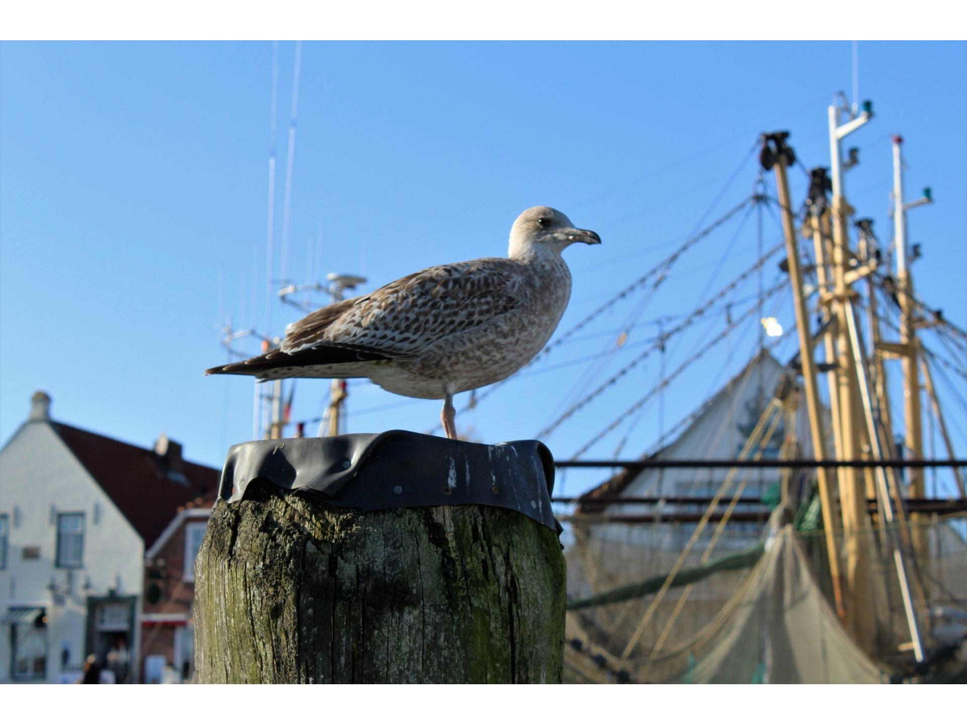 Fewo Stillh&ouml;rn 2 Foto 26