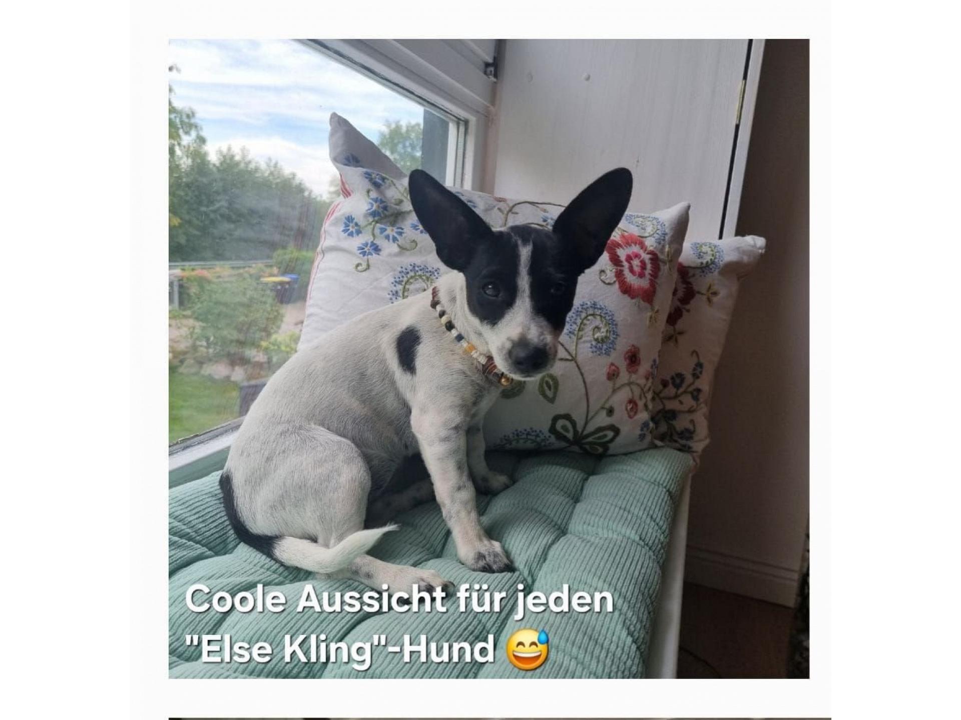 Hunde lieben den Ausblick