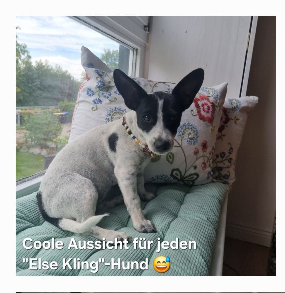 Hunde lieben den Ausblick