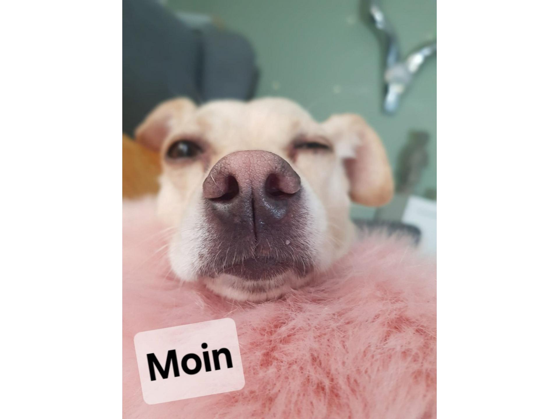 Wir lieben Hunde und sie