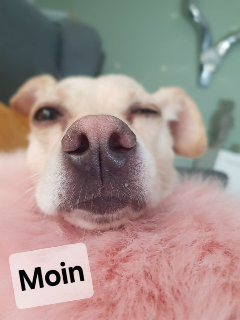 Wir lieben Hunde und sie