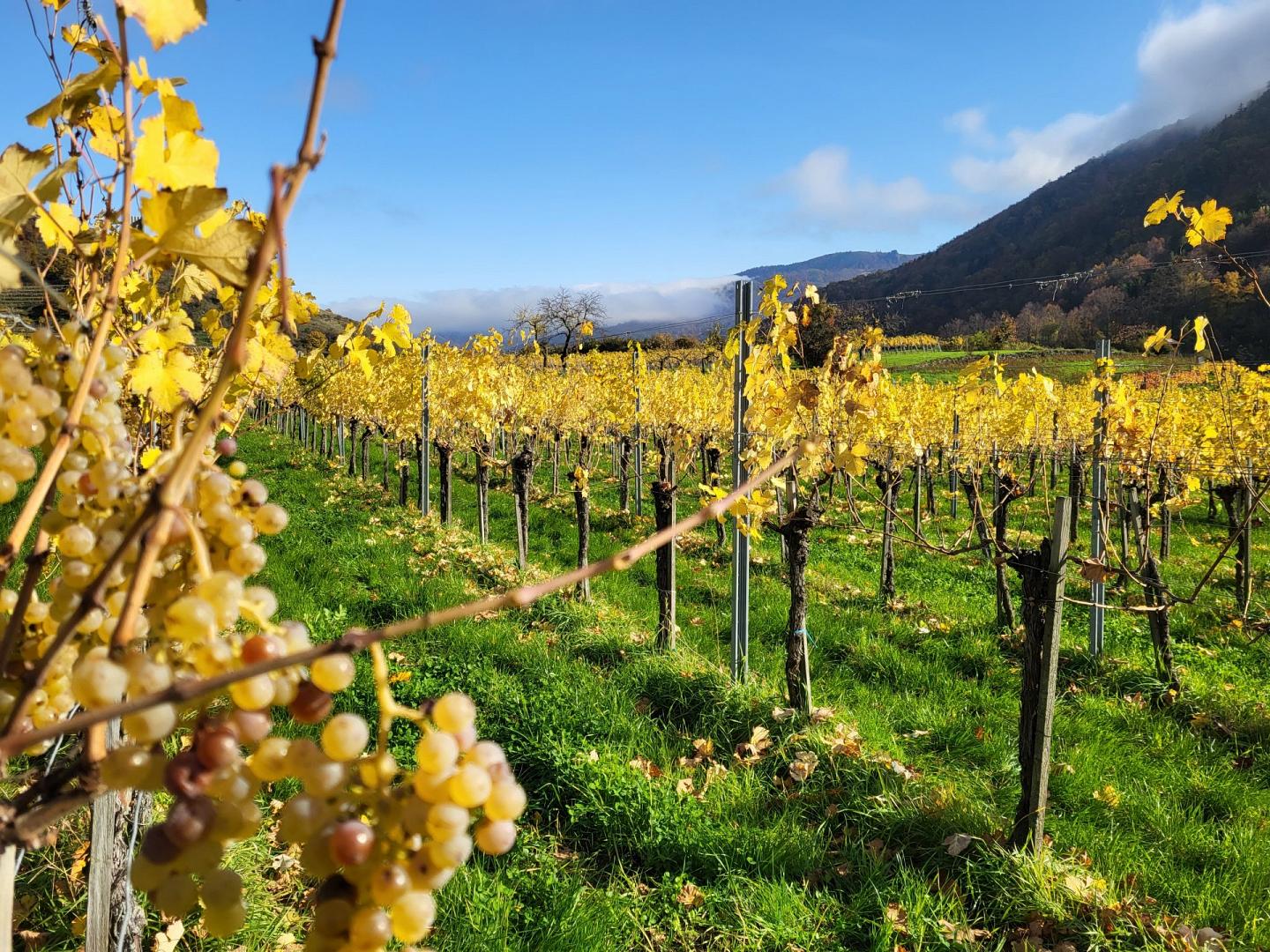 Schoßmann - Header 4