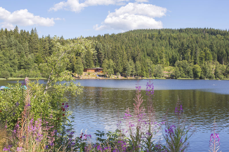 blackforestlounge.com - Header